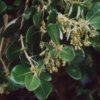 Olearia traversii
